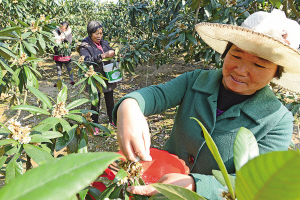 枇杷花盛开 果农笑起来