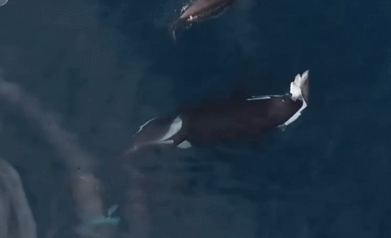 鲨鱼也有“克星”虎鲸捕猎被抓拍