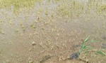 万亩稻田疑遭水污染绝收 11农户状告山东省政府
