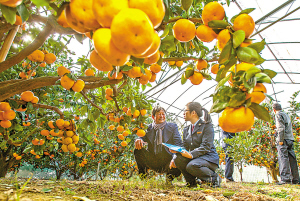 象山蓝走近红美人
