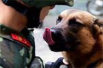 官兵与警犬每天巡逻5万步 兵哥为汪星人按摩