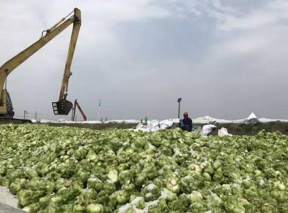 余姚榨菜今年大丰收 政府响应:保证全部收完