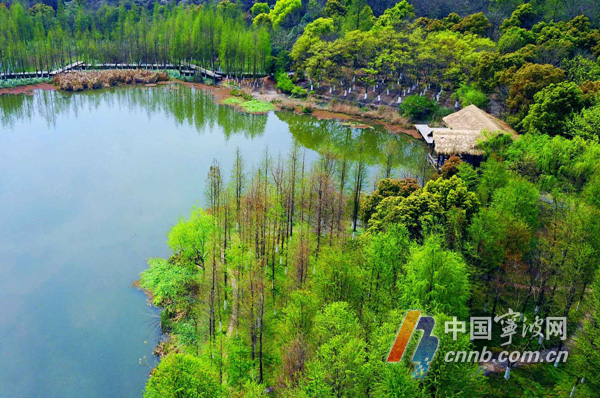 慈城镇慈湖景区一批水杉林吐出嫩芽 绿意盎然