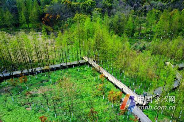 慈城镇慈湖景区一批水杉林吐出嫩芽 绿意盎然