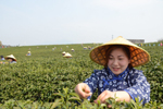 新昌：茶园搭擂台 村嫂赛采茶