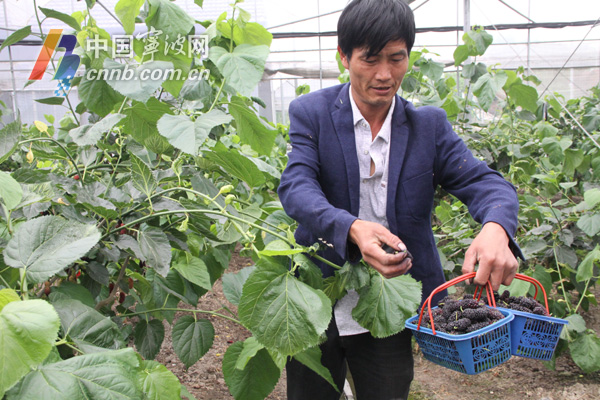 北仑地产桑葚提前上市 一年可结三次果