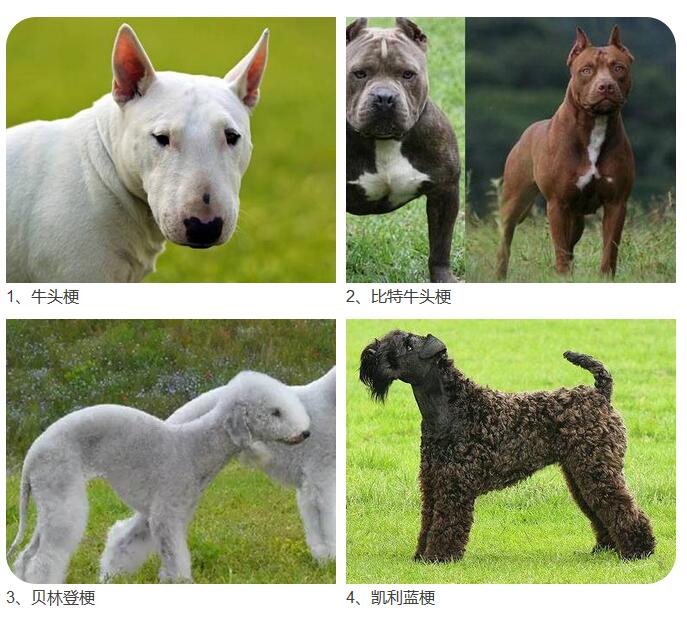 这28种烈性犬禁止饲养-鄞州新闻网-中国