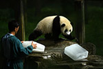 动物园为大熊猫送冰块消暑
