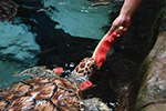海洋动物们的“高温福利” 海龟吃西瓜海豚吃果冻