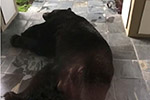 不速之客！美一黑熊为躲雨睡在居民家门口