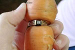 加拿大奶奶丢失13年的钻戒“长”在胡萝卜上(组图)