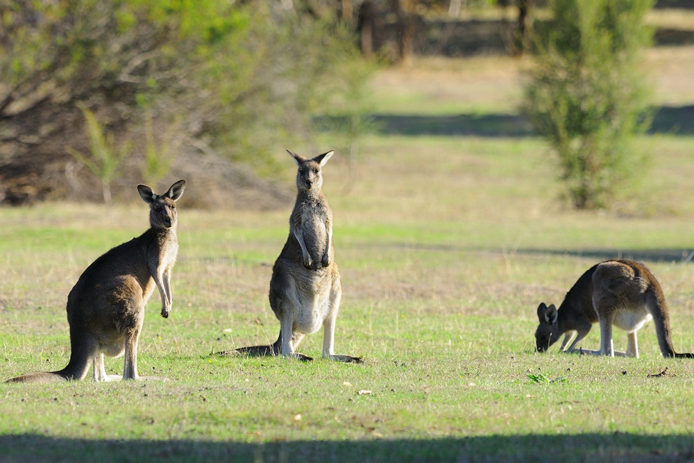 袋鼠数量太多 澳大利亚人提倡用“吃”解决