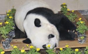 "盼盼"原型传奇大熊猫巴斯去世 享年37岁