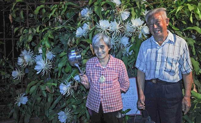 八旬老夫妻50年种出年开300朵的昙花树