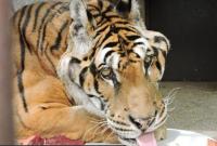 日本"百岁"高龄孟加拉虎去世 动物园将为其办告别会