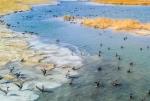 中国最大盐湖吸引众多珍稀野生鸟类栖息过冬