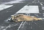 美国机场跑道遭大块头海豹"拦路"