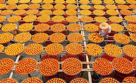 台湾新竹：“柿饼婆婆”的幸福“柿”业