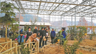 宁波首个柑橘博览园落户定塘