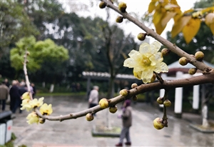 宁波元旦小长假先雨后晴 气温前高后低 今夜起