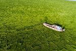 鄱阳湖水位持续下降 滩涂变身草原