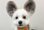 日本小狗大圆耳朵酷似米老鼠圈粉无数