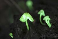 日本暗夜散发绿光的蘑菇迎来观赏期