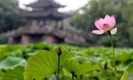 又到荷红莲碧时 西湖首批荷花提前绽放