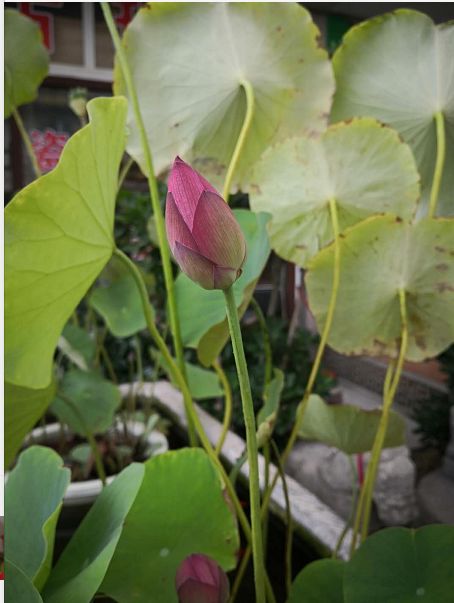 最不适合做鲜切花?荷花