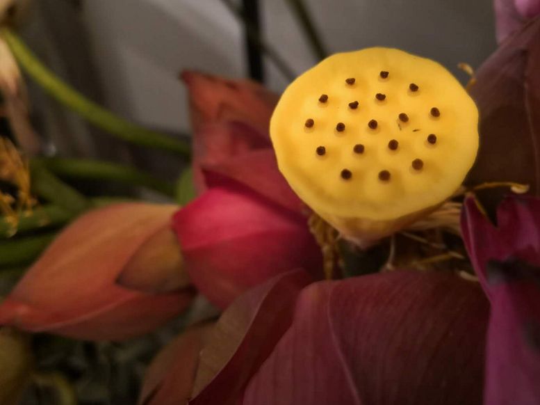 最不适合做鲜切花?荷花