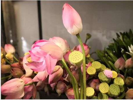 最不适合做鲜切花?荷花