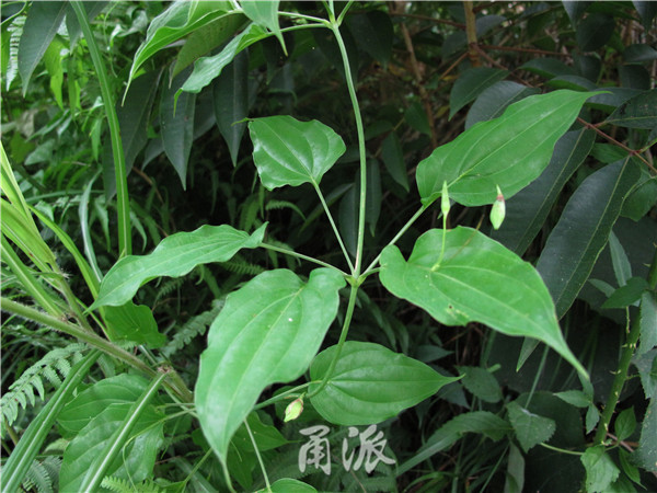 野生百部:叶片上开花