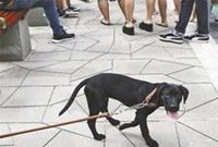 重庆一小区养狗不拴绳 护孩族和铲屎官爆发"怼文大战"