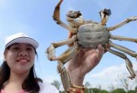 苏州：阳澄湖大闸蟹试捕