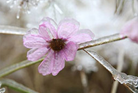 “冰雪奇缘”