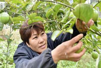 特色种植富农家
