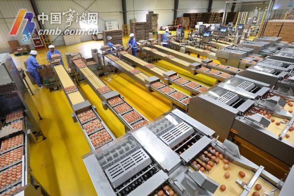 图为“正大蛋业”的自动化生产线。（王烨江 陈章升 摄）.JPG