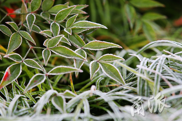 今晨霜花冷艳 怎一个美字了得!