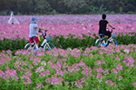 海南琼海：花海芬芳引游人