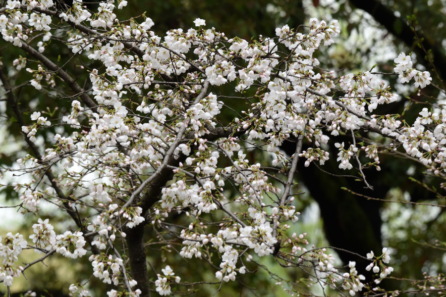 DSC_1666_调整大小.JPG