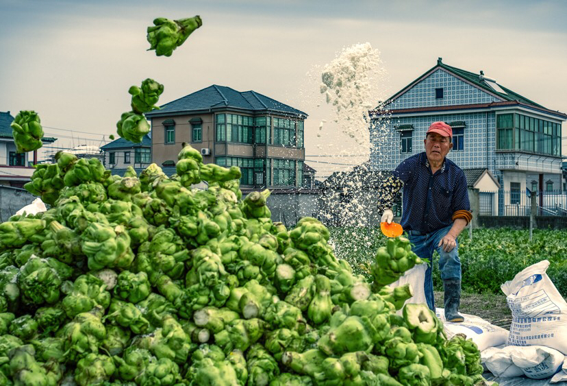 图为:菜农对刚收割下来的鲜菜头进行撒盐腌制.