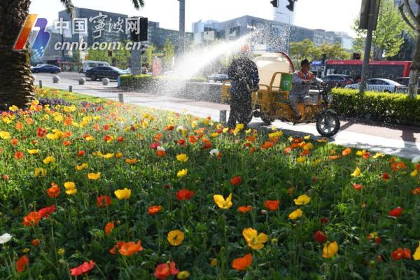 东部新城10万余株“冰岛虞美人”竞相开放