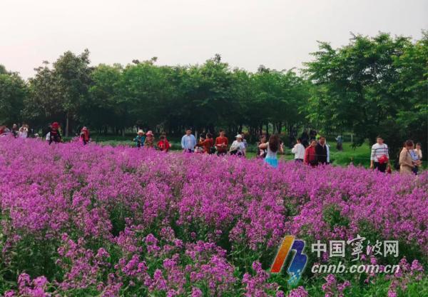 五月的花海！小长假里宁波植物园许你一场繁花盛典