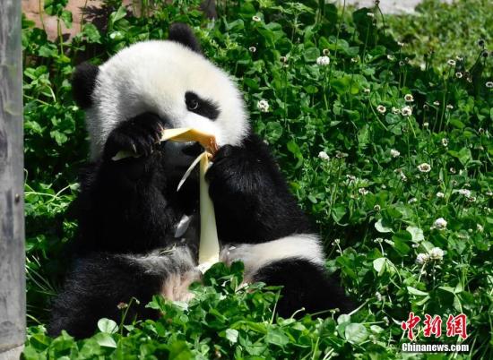 资料图:熊猫宝宝。安源 摄 点击进入下一页