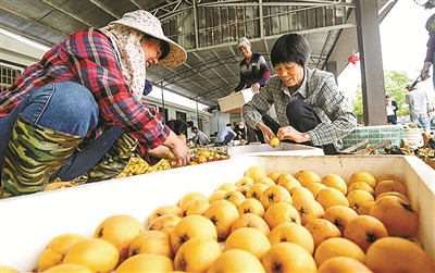 地产枇杷 抢“鲜”上市