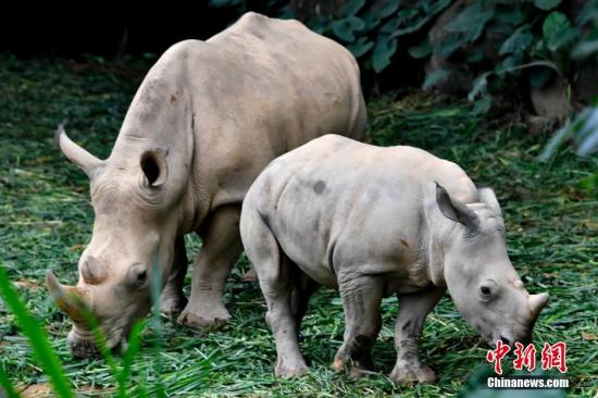 资料图:白犀牛。<a target='_blank' data-cke-saved-href='http://www.chinanews.com/' href='http://www.chinanews.com/'>中新社</a>记者 陈骥旻 摄 点击进入下一页