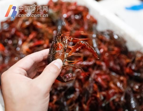 宁波吃货们有福了：入夏以来小龙虾出货量见涨 均价下跌