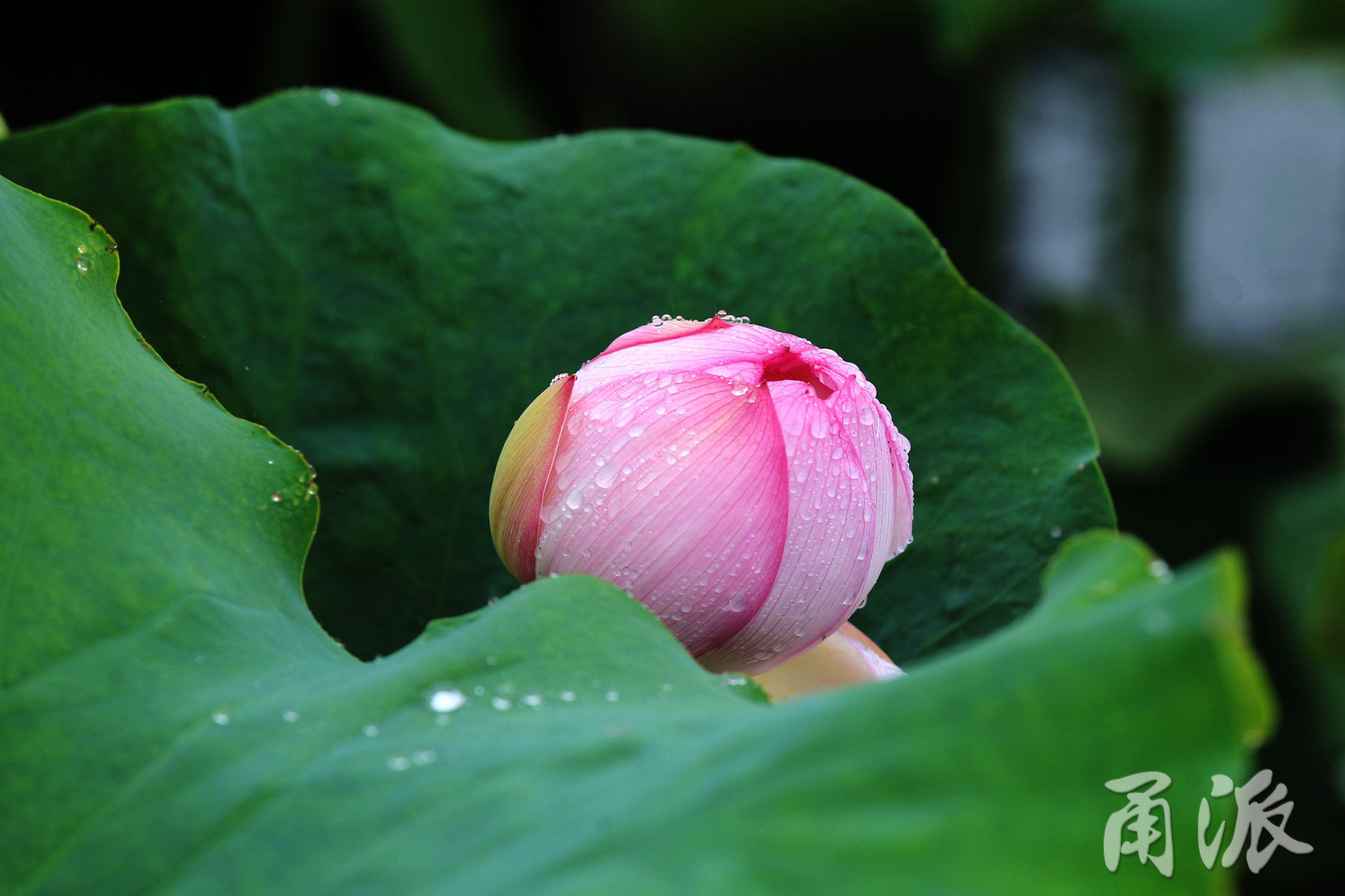 60c98dc0-581a-439d-82ca-6336ec639ee8size_w_3000_h_2000.jpg