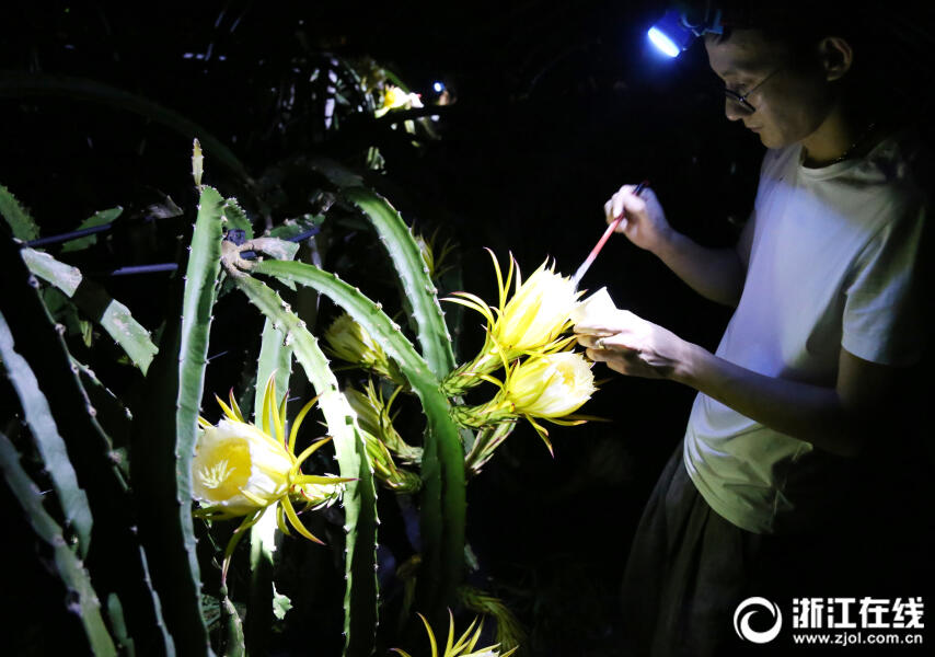 火龙果花开一现 果农夜间授粉忙