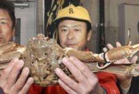 刷新吉尼斯纪录！日本一只螃蟹拍出32万元
